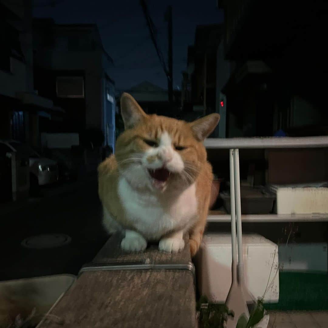 Kachimo Yoshimatsuのインスタグラム：「おそい！と怒られた。  #うちの猫ら #猫 #ねこ #chameshi #ニャンスタグラム #にゃんすたぐらむ #ねこのきもち #cat #ネコ #catstagram #ネコ部 http://kachimo.exblog.jp」