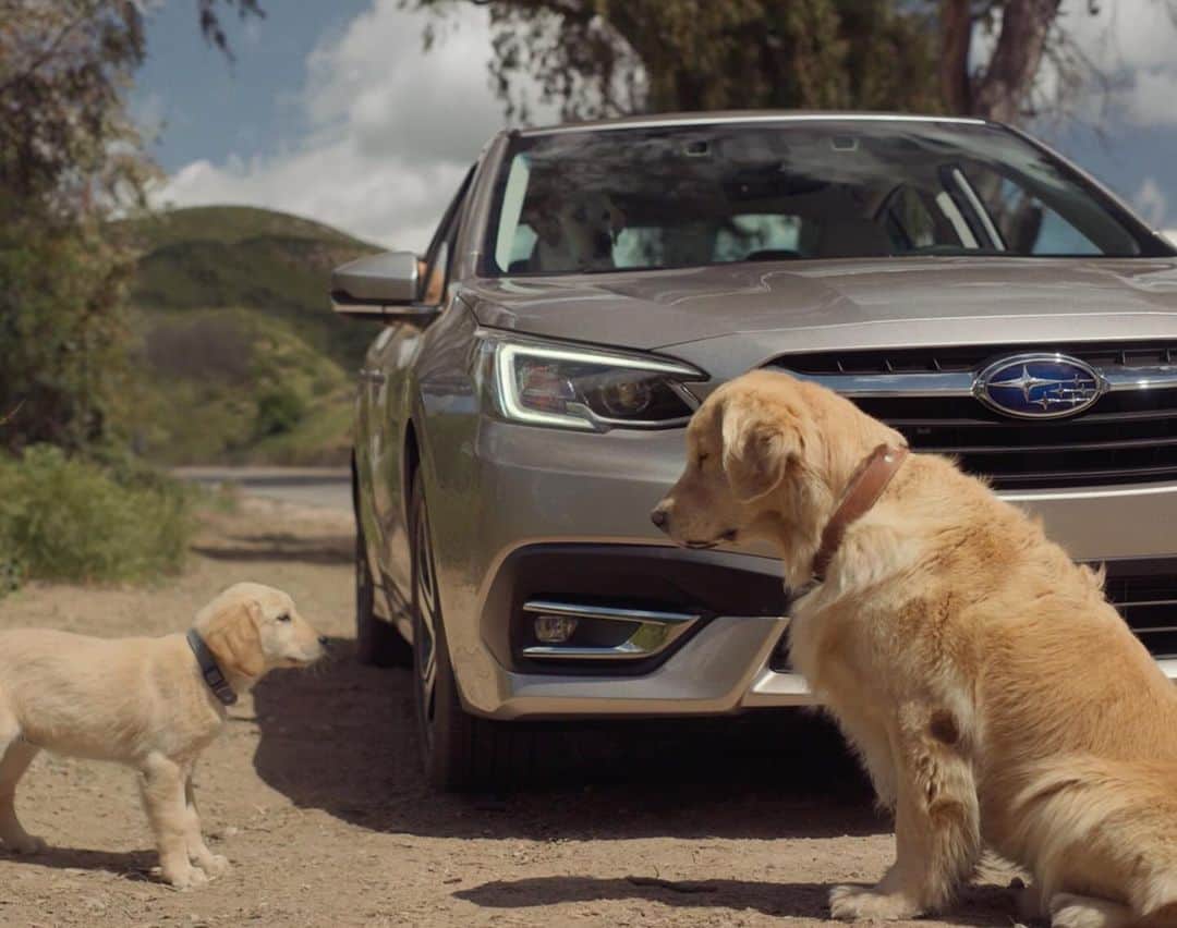 Subaru of Americaさんのインスタグラム写真 - (Subaru of AmericaInstagram)「Sending our love to Auggie's family, the original Papa Barkley of the Subaru Dog Tested commercials.  While our time with a beloved pet cannot last forever, they will always hold a special place in our hearts.  Auggie, you will always be remembered 🌈🧡.」10月28日 2時34分 - subaru_usa