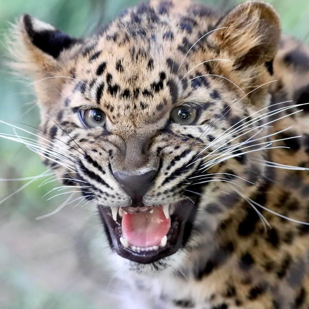San Diego Zooのインスタグラム：「When someone plays holiday music in October  📸: Stacy Sellers Biehle  #FangFriday #AmurLeopard #Cub #SanDiegoZoo」