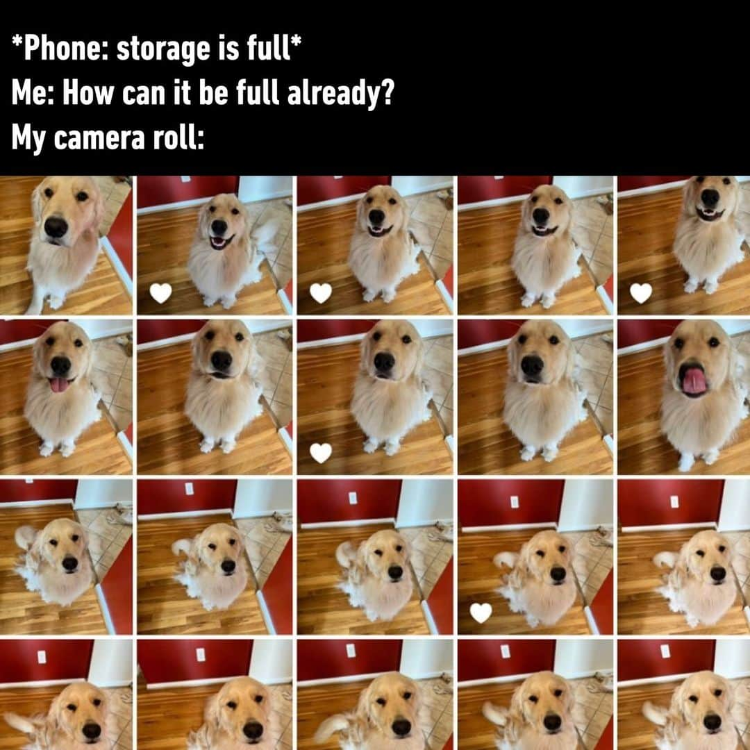 9GAGさんのインスタグラム写真 - (9GAGInstagram)「never too many cute pics of my pets  - #photos #pics #cameraroll #dogs #memes #9gag」10月28日 4時00分 - 9gag