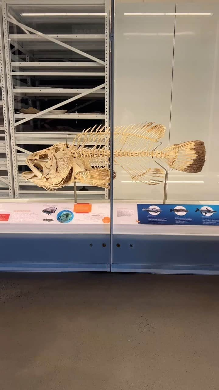 アメリカ自然史博物館のインスタグラム：「Small fish are preserved in jars of alcohol, but this one is far too large. This giant grouper was preserved as a dried skeleton with the help of the Museum’s colony of dermestid beetles, which removed the soft tissue—enabling the skeleton to be preserved indefinitely!   #amnh #ichthyology #STEM #marinebiology #museums #halloween #giantgrouper」