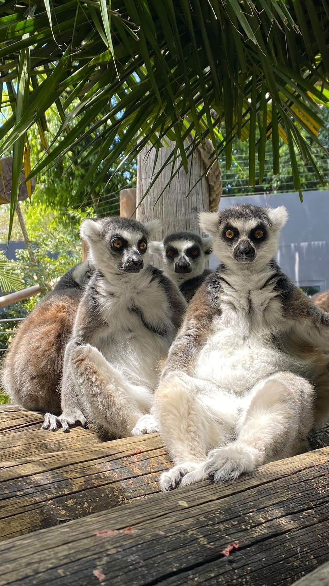 タロンガ動物園のインスタグラム：「What better way to spend your Saturday than soaking up the sun with our Ring-tailed lemur troop?  Tickets available online for up to 20% discount now!  📹 Keeper Ashlee」