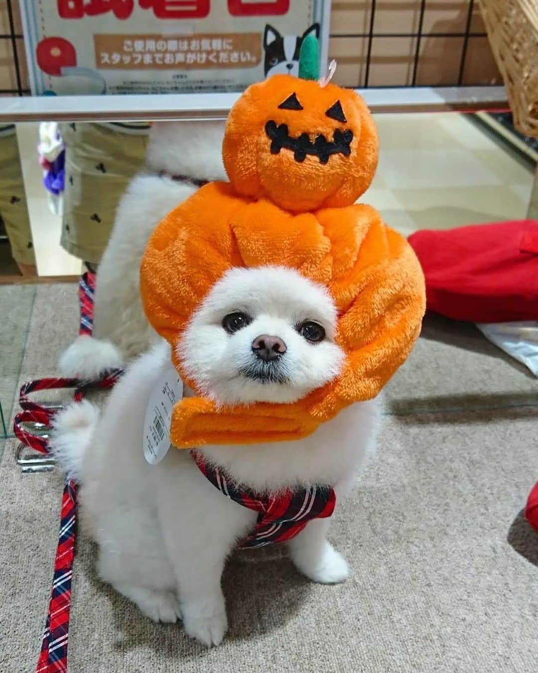 ニコちゃんのインスタグラム：「ハッピーハロウィンやっほい🎃🐻‍❄️🎃 #Halloween #ハロウィン #試着男子 #かぼちゃのスイーツお供えするね #愛してる #ポメリズム #ポメラニアン #白ポメ #pomeranian #ありがとう」