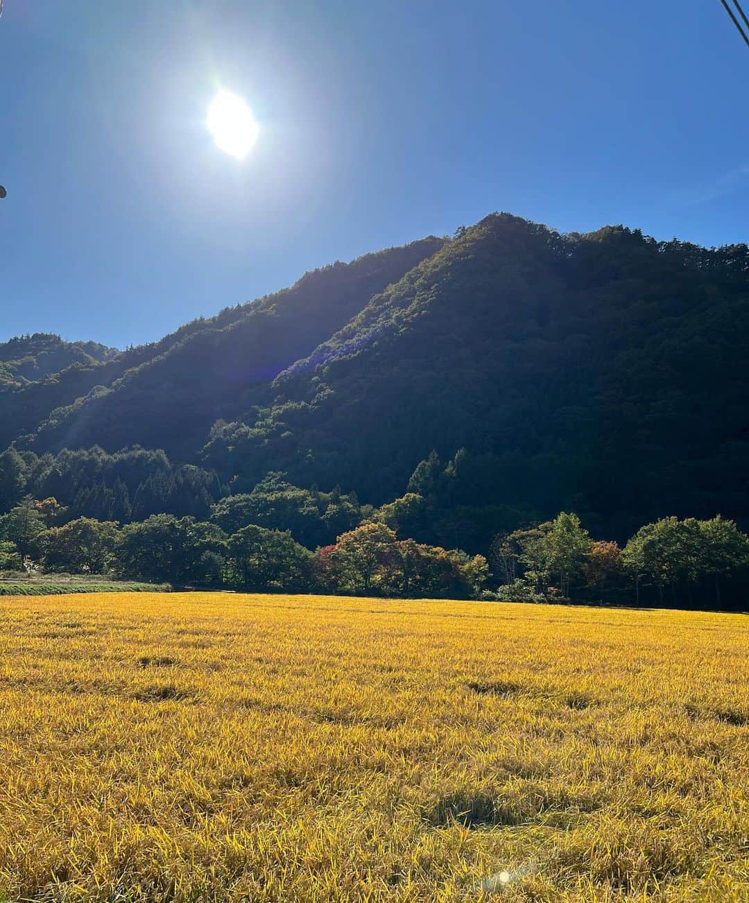 深沢邦之のインスタグラム：「日本という国は なんて美しい国なんだ👍 と思わせてくれる 光景に出会いました✌️ 黄金色ですよねぇ😁 山との色の対比が これまた素晴らしい👍 自分で撮った写真に 自画自賛です👏 美しいは素晴らしい😀 2枚目 嬉しくて 嬉々として 目がキラキラです🤩 こんなにワクワク させてくれる山遊び✌️ #深沢邦之チャンネル で検索して下さい YouTubeに動画を 上げていますので 是非！ 楽しんで貰いたい👍 みなさんの日常に 非日常を 心が動く なんらかを❣️ なんらか？！ なのか〜い😁 はい！そこは みなさん次第です🤣 #深沢邦之 #深沢邦之チャンネル #登山 #日本百名山 #燕岳 #北アルプス #表銀座ルート #自然 #癒し #剣道 #剣道五段 #リバ剣 #出稽古  　　ふかふかチャオ」
