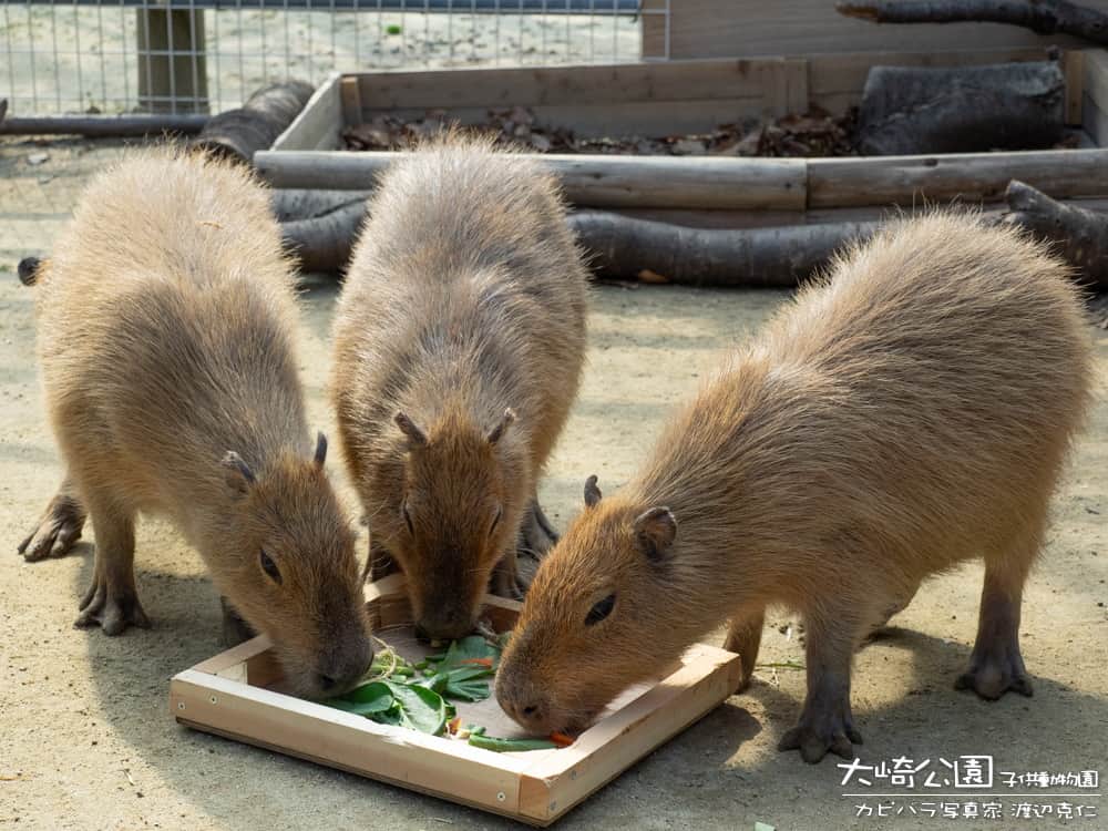 渡辺克仁さんのインスタグラム写真 - (渡辺克仁Instagram)「おはようございます。  #カピバラ #水豚 #capybara #おはよう #昔の写真」10月28日 7時00分 - katsuhito.watanabe