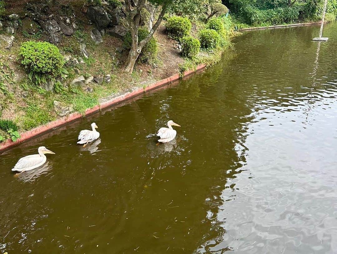本並健治さんのインスタグラム写真 - (本並健治Instagram)「まいど！ 遅めの夏休み☀️🌻 シャボテン公園に行ってまいりました‼️ ぷくぷくちゃんも目👀をパチクリして見てました。  #シャボテン公園🌵🐒  #遅い夏休み #丸山桂里奈⚽️  #ぷくぷくちゃん❤️」10月28日 7時24分 - kenjihonnami