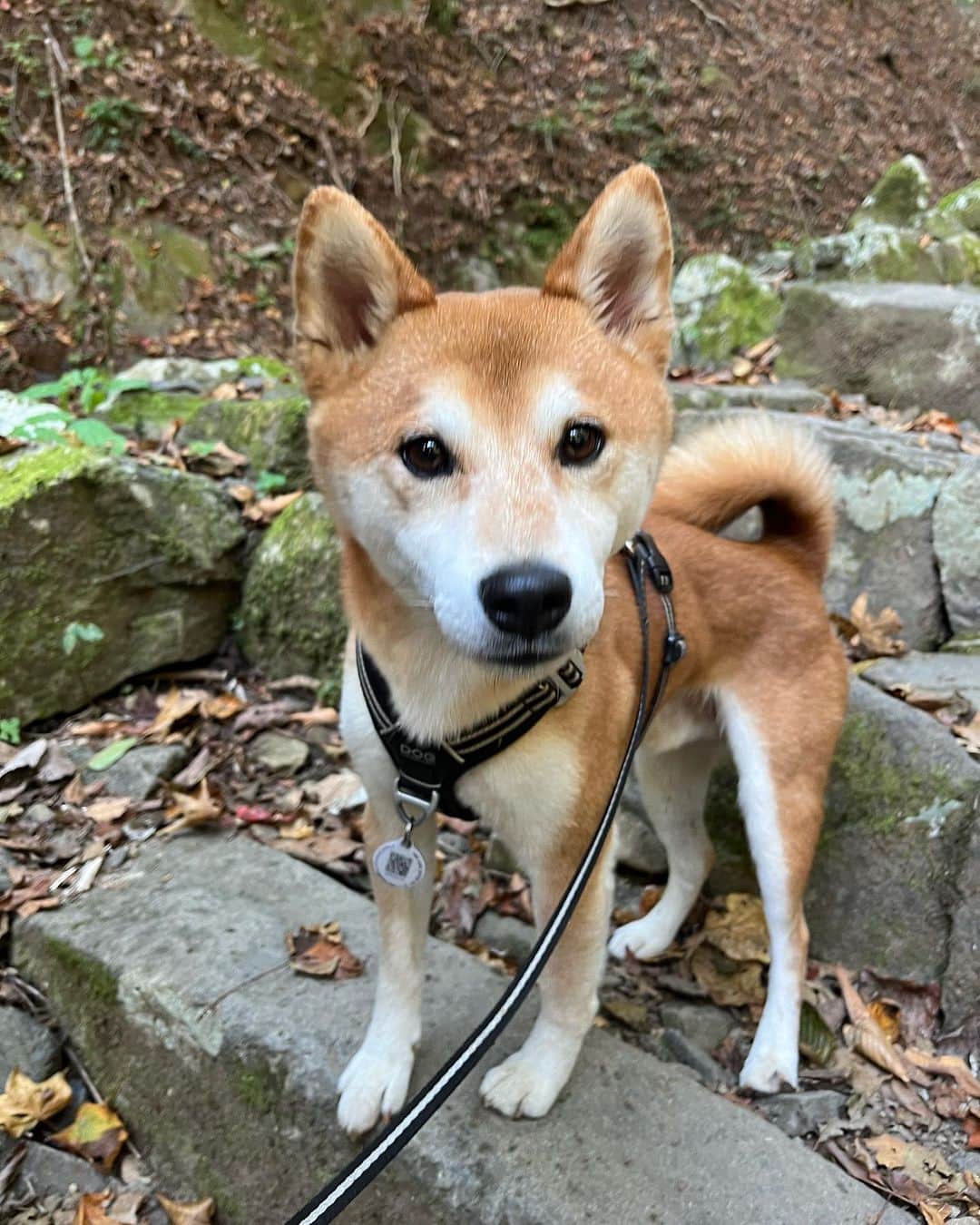 のインスタグラム：「駅からのバスの中で出会ったニル君🐕 山でも再会😍ほんとかわゆい💕  #馬場典子 #ばばちゃんネル」