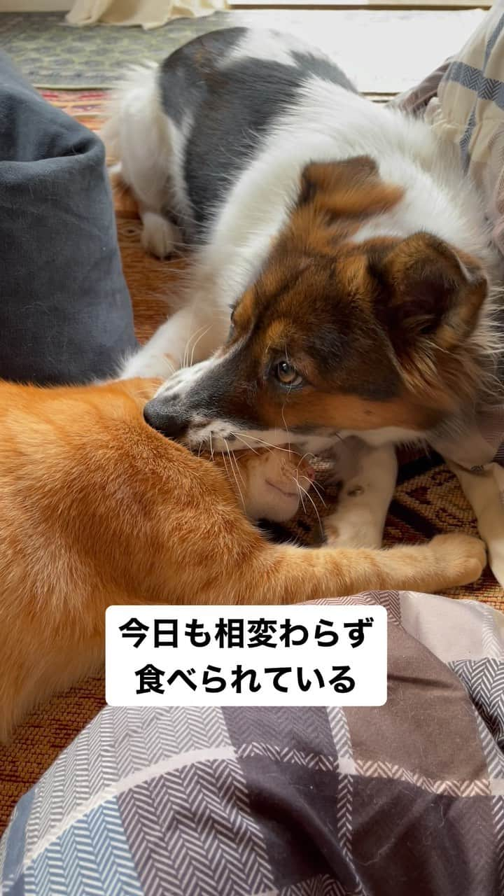 naomiのインスタグラム：「フライングパク  #元野良猫 #元保護犬 #犬と猫のいる暮らし  #ターとアグ #dogandcat  #dogsofinstagram  #catsofinstagram」