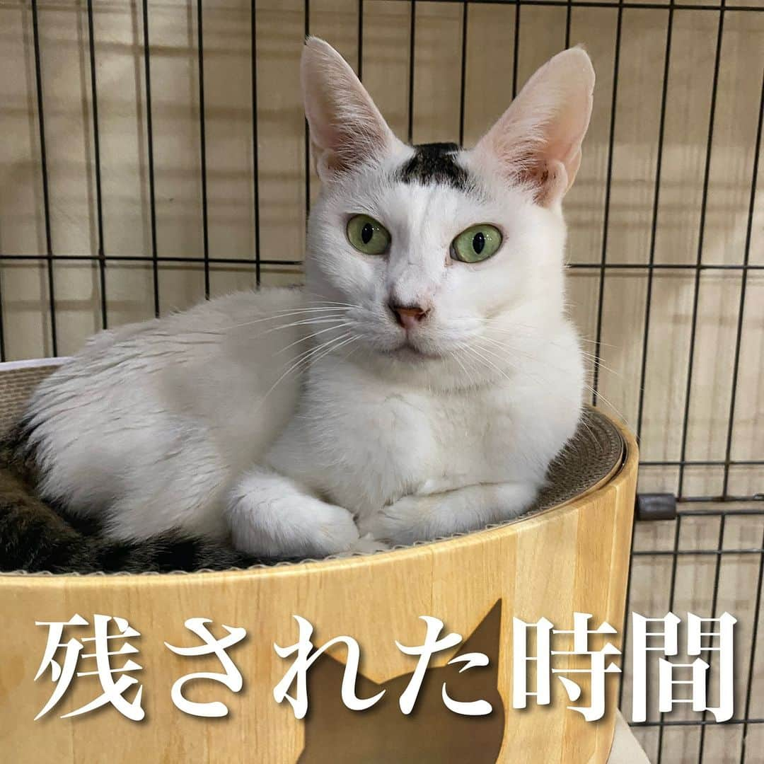 猫カフェきぶん屋のインスタグラム：「残された時間  思った以上にゴメのお迎えの時間が早いかもしれません。 年は一緒に越せるだろうと思ってましたが、急に食欲がなくなってきてカルカンのパウチを少し食べられるくらい。  それでも本人はいつも通り窓までジャンプして日向ぼっこを楽しんでいます。 僕の予想ではありますが食べられなくなって動けなくなるのは11月になってしまうかなと。 腎臓が悪くなっているのが分かってから一年半。 2.3日ごとに点滴をしてきたゴメにこれ以上頑張れとも言えません。 残された時間を大切に過ごします。  個人のLINEのプロフィールにもInstagramのプロフィールにもゴメが登場しますが存在感が大きくて僕の中で一番笑いをくれたのはゴメです。 与えてもらった分、笑って見送れるようにしないと。 本音は1秒でも長く生きてほしいけれど、苦しまない最期を迎えられることの方が個人的に大事なので無理させずにいつか来るその時を受け入れてたくさんよしよしします。  🙏皆様にお願い🙏  いいねだけでなく、右下の保存ボタンを押してもらえると嬉しいです。  すごい勢いでフォロワーさんが増えて、情報が届けやすくなります。  ベジニャンシリーズ食べて応援してください🍛🍜🍝 https://kenkoshukan.stores.jp/  リラポ申請で10%還元中‼︎  https://relapo.jp/products/shop/kaetemiyou  プロフィールのハイライトから進めます‼️   お店のご来店は完全予約制にしておりますのでメッセージかお電話ください😊 兵庫県宝塚市、阪急小林駅より徒歩6分  #保護猫　#保護猫と暮らす　#保護猫を家族に　#ねこのいる生活　#ねこのいる幸せ」