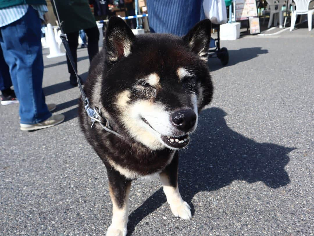 LECT レクトさんのインスタグラム写真 - (LECT レクトInstagram)「本日は1F平面駐車場にて第9回DOG GReeTINGを開催！ お天気に恵まれたくさんのワンちゃん達が来場。今回も小さな子やおっきな子、そうでない子もグリーティングができたのではないでしょうか！ . 明日も10時開始です！初開催のハロウィン仮装コンテストもございますので、是非ご来場ください！ . . #lect #レクト #lectdoggreeting #doggreeting #ドッググリーティング #ドッグリ #nodognolife #犬のいる暮らし #犬のいる生活 #わんこのいる暮らし #広島犬 #ショッピングモール #広島イベント #広島市 #広島」10月28日 16時54分 - lect_hiroshima