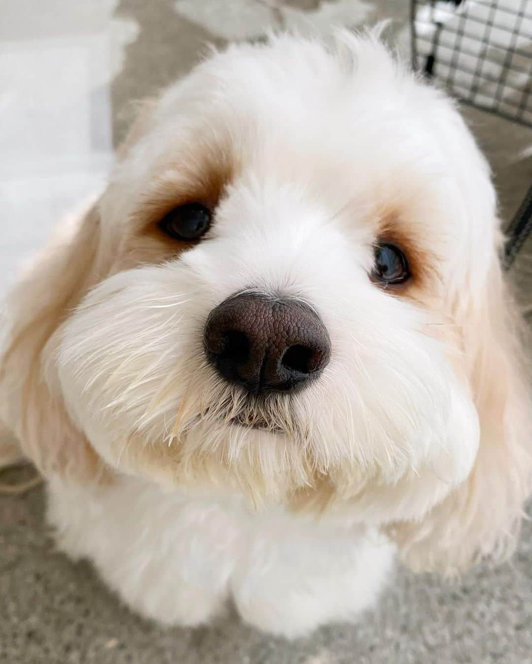 あんちゃんさんのインスタグラム写真 - (あんちゃんInstagram)「１日限定看板犬🐶✂️✨  この前のハンバーグ事件の日 念のため１日様子見てね…とのことで 急遽ママ（私）のサロンに連れて行くことに💦  スタッフに許可をもらい お客様に犬アレルギー・犬嫌い等確認して…  運よく連れて来れるタイミングだったのでよかった💦  遊びたくて嬉しくて 大興奮のあんちゃんでしたが しばらくすると落ち着いてくれました🐶🌱  でも来る人来る人 自分に会いにきてると勘違いして 尻尾ブンブンにっこにこで出迎えてた。笑  吠えずに待てて 良い子ちゃんでした💕  私のことをずっと見ながら 「なんで遊んでくれないの😗」って 目で追ってたのも可愛かったな😂  その日私が担当したお客様の お母様があんちゃんのファンで ボール持って駆けつけてくれたりもしました🤣🎾  あんちゃんそれはそれは大喜び🐶💕  我々はとんでもなく焦って心配した１日だけど 本人的には 楽しい１日になったみたいです😂  犬が苦手な方やアレルギー云々 衛生上の問題や あんちゃん自身への負担（薬剤の匂いや刺激等） 諸々考えると難しいんだけど、  こうして職場にあんちゃんがいるのは とても幸せで癒しだなぁ😌💕  てことで１日限定 看板犬の日でしたっ🐶✂️✨  なんもなく元気でよかった❤️  （もう半月以上まえのことで 病院で念のための再検査もして 全く以上なしとのことなのでご心配なく！！）  #キャバションあんちゃん  #あんちゃん　#ぬいぐるみ犬 #スヌーピー  #スヌーピー犬 #キャバション　#キャバビション　 #キャバリア #キャバリアキングチャールズスパニエル #ビションフリーゼ　 #犬  #いぬすたぐらむ #犬のいる暮らし  #わんこなしでは生きていけません会 #いぬのきもち  #犬好きな人と繋がりたい #短足部　#比熊犬 #doglove #cavachon #inustagram #puppy  #snoopy #andy #멍스타그램 #개스타그램　#댕스마스」10月28日 17時26分 - anchan_0115_andy