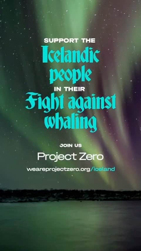 ルーファス・テイラーのインスタグラム：「After establishing itself as the premier destination to observe whales in the wild, Iceland has taken a giant leap backwards into the inhumane past. Despite the renewed slaughter of whales being ruled as humane by the Icelandic parliament, the practice has resulted in long, drawn out deaths for whales who can be injured and pursued for hours. This year and last a pregnant whale and her fetus were killed by the Icelandic whaling fleet. Killing is the ultimate rejection of humanity.  Perhaps the most depressing fact of the Icelandic whaling crisis is the absolute lack of demand for whale meat, especially from the Icelandic people themselves. Rather the whale “meat” is shipped to Japan, to be turned into pet food and sold in vending machines, creating a giant carbon footprint, and for what?  What can you do? Visit @ProjectZero ‘s bio for links to the Iceland campaign, where you can join us to help end whaling in Iceland. You’ll also find details for sending a letter in support of a whaling ban to Icelandic ministers. We urge Iceland to align with their progressive, environmentally friendly image and ban whaling forever.  Until then, they are the Home of Modern Whaling. #IcelandHomeofModernWhaling #EndWhaling #StopWhaling #Iceland」