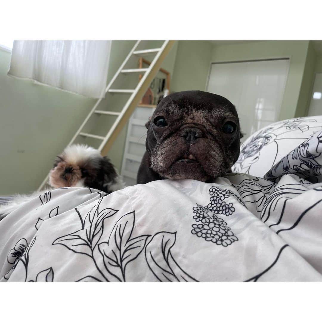 水沢史絵さんのインスタグラム写真 - (水沢史絵Instagram)「朝起こしに来てくれたもっちゃんアザラシ🦭   #frenchbulldog  #フレンチブルドッグ #おいもちゃん」10月28日 9時18分 - mizusawafumie