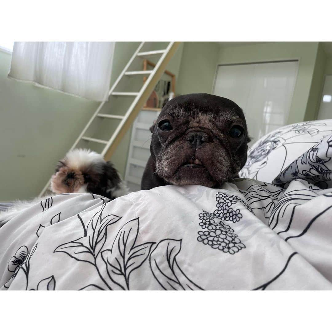 水沢史絵のインスタグラム：「朝起こしに来てくれたもっちゃんアザラシ🦭   #frenchbulldog  #フレンチブルドッグ #おいもちゃん」