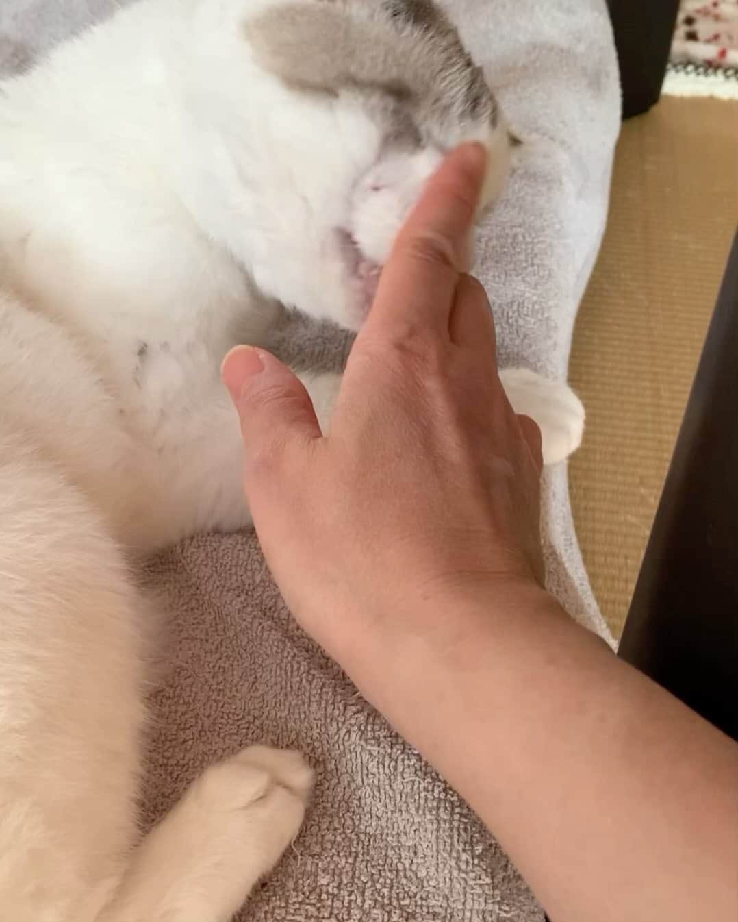 くるねこ大和のインスタグラム