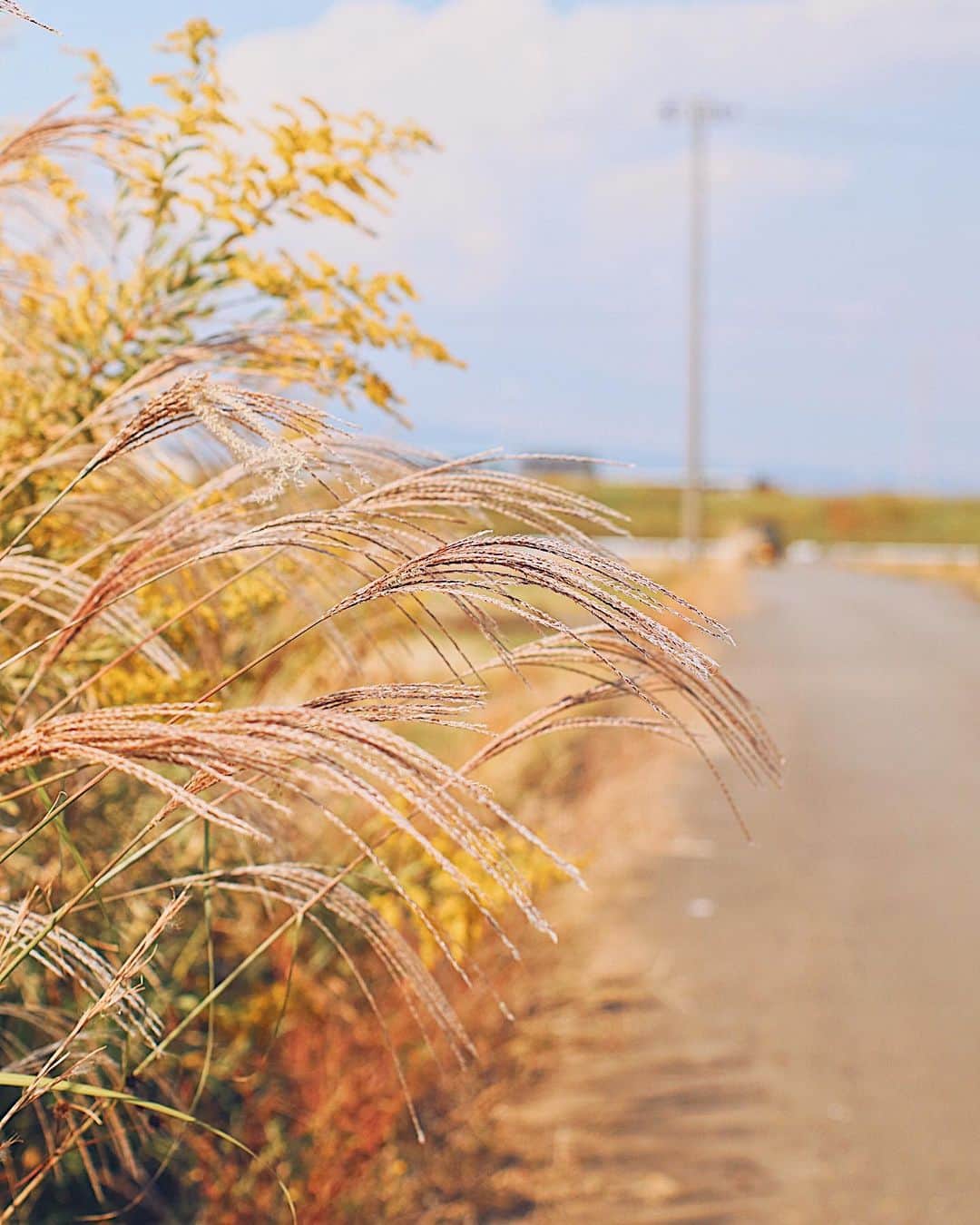 フランスアンティーク ランスタンのインスタグラム：「日本、田舎の秋🌾  #伊豆」