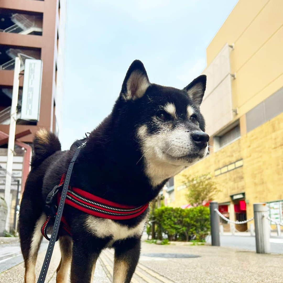 小川博永さんのインスタグラム写真 - (小川博永Instagram)「息子くんはコロナ・インフル陰性でした。  #ししまる爺さん  #今朝まる #ししまる #dog #dogs #柴犬 #黒柴」10月28日 9時47分 - ogawahironaga