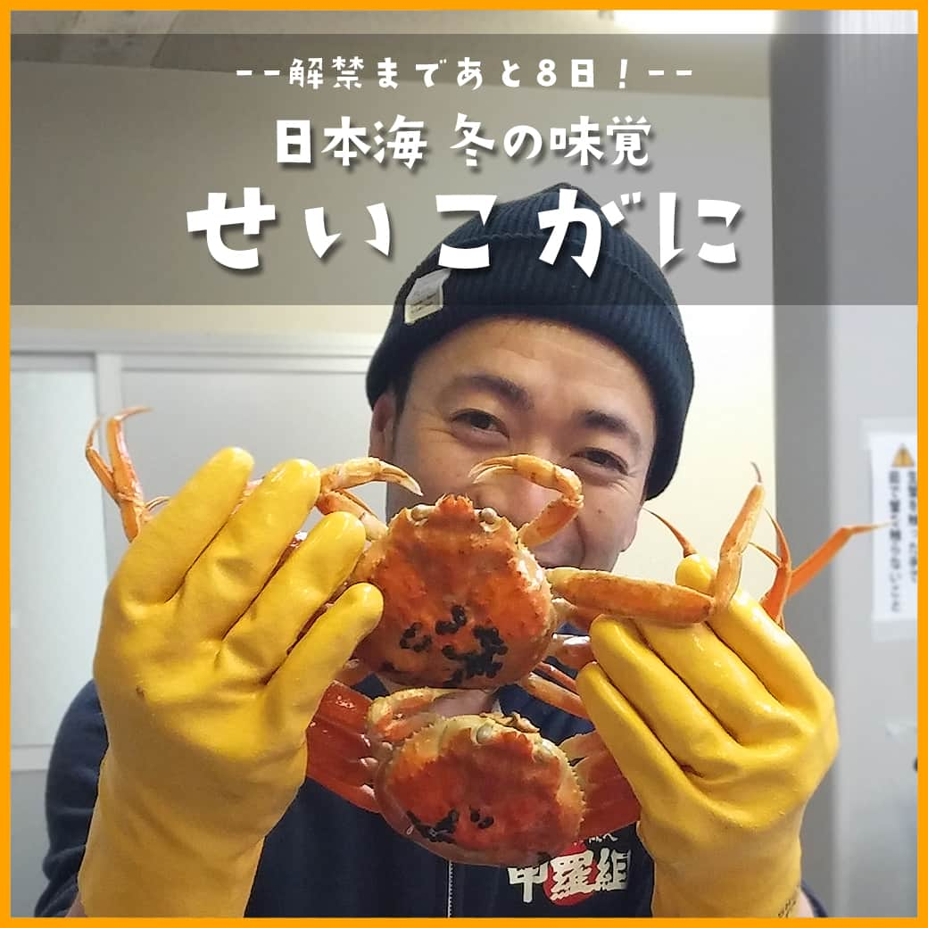 越前かに職人　甲羅組のインスタグラム：「＼ 解禁まで8日✨ ／  日本海の冬の味覚 「越前がに」「せいこ蟹」🦀  --------------------------------  「せいこ蟹」は越前がにのメスのことで 卵と味噌を楽しむカニです✨  プチプチの外子、まったり濃厚な内子、蟹ミソが絶品❗❗  こちら日本海では、オスのズワイ蟹と並んでメスのセイコ蟹も冬の味覚の定番です。実際に「オスよりも旨い！」という常連さんもチラホラ✨  人気の秘密は、なんといっても濃厚な内子とプチプチ食感の外子❗❗ 一度食べるとヤミツキ間違いなしです。 しかも、今回は茹でたてを未冷凍でお届けする特別限定企画です。  入荷次第の発送となりますので、お届け日のご指定はできませんが、旬ならではの美味しさをご自宅にいながら存分にご堪能できます🦀  10月31日まで早割開催中✨ 【早割500円OFF！】6,480円⇒送料無料5,980円！ 更に2セットまとめ買い衝撃1,000円OFFクーポンあり！  日本海の冬の極上珍味を茹でたて未冷凍で産地直送！ 越前松葉せいこ蟹🦀  入荷次第、ご注文順に出荷します❗ お早めに🎵  「甲羅組 せいこ蟹」で検索🔍  #甲羅組 #越前がに #せいこ蟹 #日本海 #冬の味覚 #せいこがに #セコガニ #香箱がに #早割セール中 #かに #蟹 #カニ #お取り寄せグルメ #期間限定 #楽天グルメ #snowcrab #fukui #福井グルメ #日本海さかな街 #越前蟹 #11月6日解禁 #福井県」