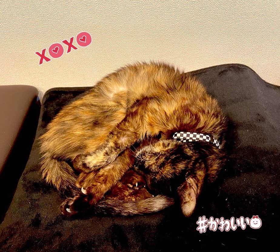 かないみかさんのインスタグラム写真 - (かないみかInstagram)「おはよう♥️ 楽しい週末を過ごしてね♥️♥️♥️  #保護猫」10月28日 9時58分 - kanaimika3018