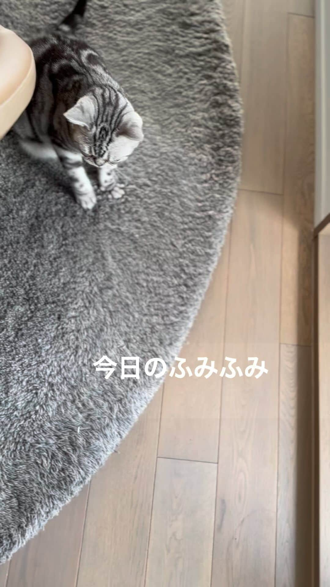 草間淑江のインスタグラム：「🐈  アンディくん ふみふみ中🐈  今日もハッピーな1日を❤️  #猫のいる暮らし  #ふみふみ中 #我が家の猫 #アメリカンショートヘア」