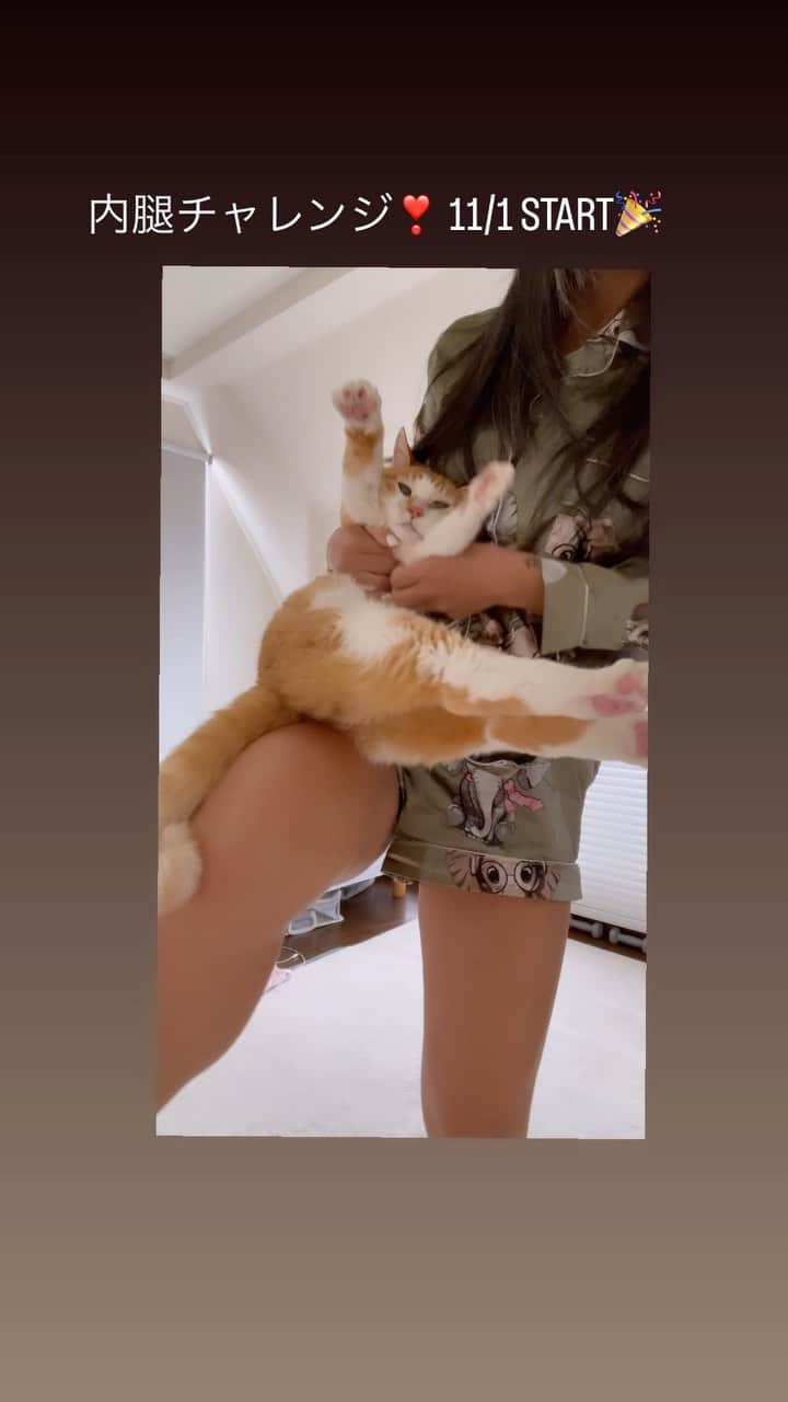 門脇妃斗未のインスタグラム：「GOちゃん、次は22歳🐈❤️✨頑張れ〜🎉  実はGOちゃん本当の誕生は12月の末あたり😂  捨て猫だったので正確な日付が分からず、私が覚えやすい日を誕生日にしました🎂✨  映画GOを観に行く前に映画館があるショッピングセンターのペットショップにいました🐈💛  映画を見終わってもまだ居たら考えよう！と思って覗いてみると…残っていたのはGOちゃんのみ🤣  7-8匹の兄弟たちは見事に貰われ、尻尾も曲がり、毛もボサボサ、目ヤニだらけのGOちゃんは店員さんも病気持ちかもと言っていました。  どうせ短い人生ならココじゃないとこで✨と購入を決めて21年😂  マジ元気🐈❤️🔥恐ろしいくらいに毎晩唸ってます笑  老猫さんお持ちの方は本当に大変だと思いますが、可愛い猫ちゃんと頑張っていきましょう🙌✨✨」