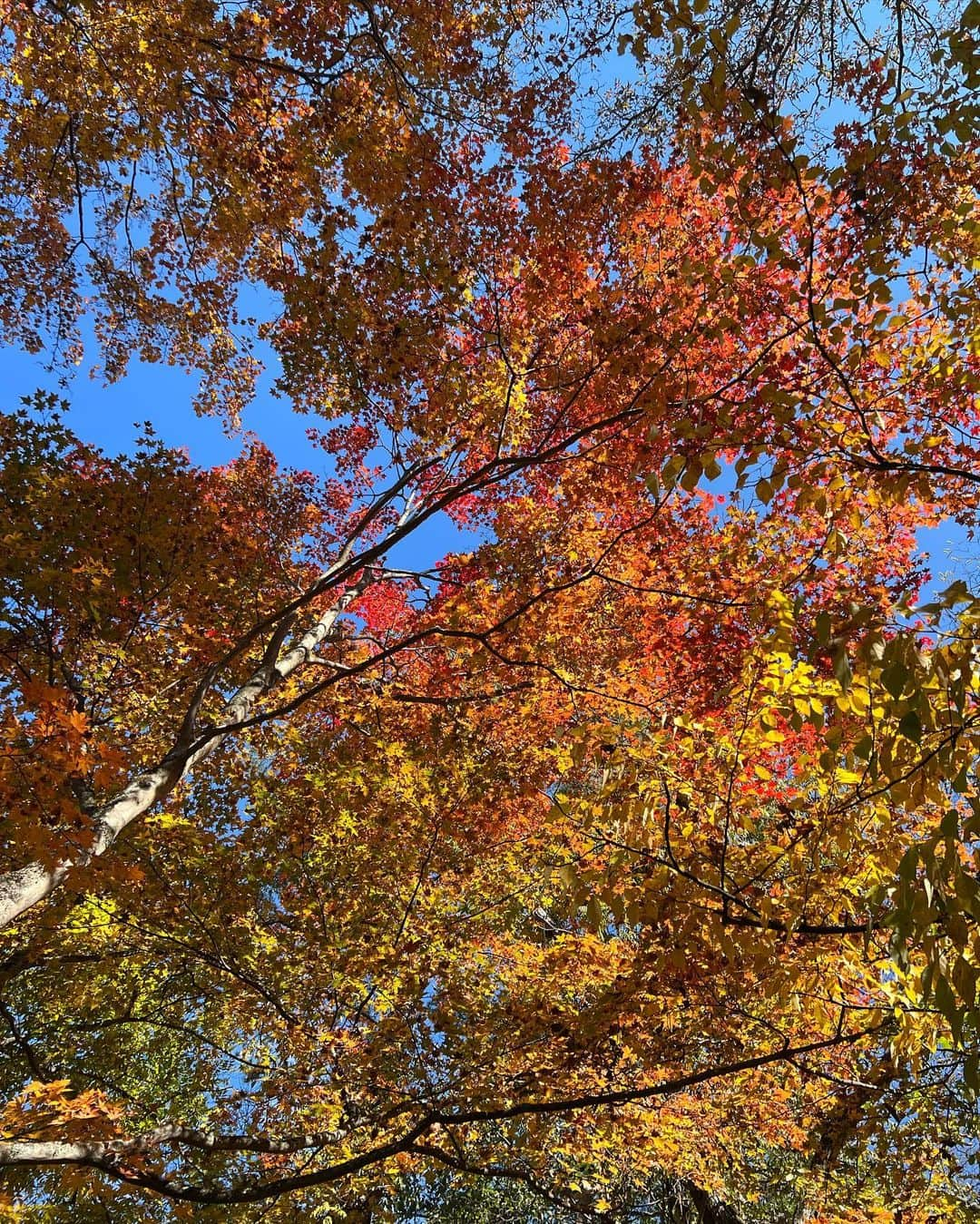 八木早希さんのインスタグラム写真 - (八木早希Instagram)「紅葉を楽しみに🍁  朝「野鳥の森」散策後に、来て見つけたリンクで子供達が初めてのアイススケートに夢中！⛸️ 風がなく、穏やかな盛秋の森にて🍁🍁  #星のや#軽井沢#アイスリンク#野鳥の森#ピッキオ#秋#紅葉狩り#autumn#hoshinoya#karuizawa#八木早希」10月28日 10時13分 - sakiyagi