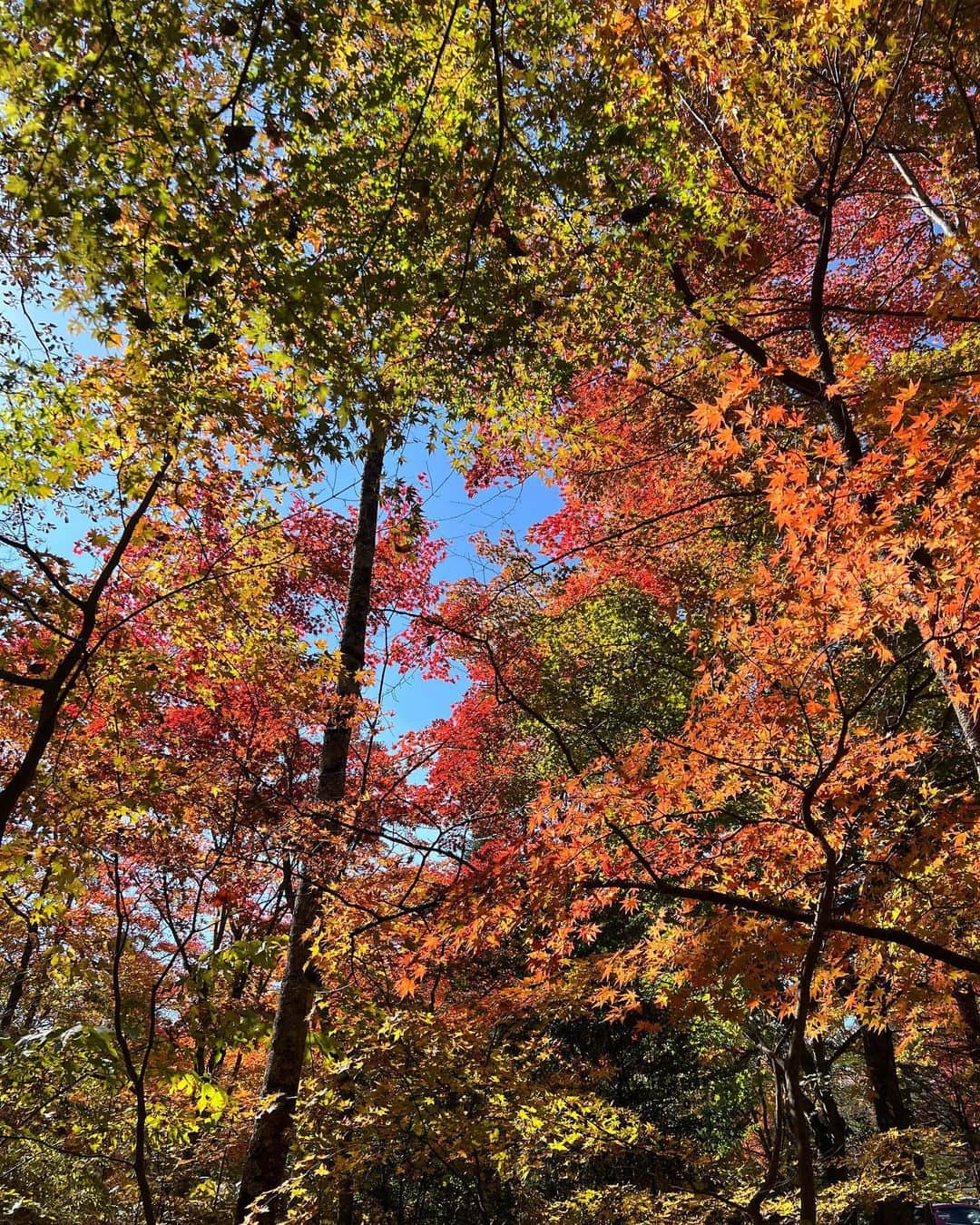 八木早希さんのインスタグラム写真 - (八木早希Instagram)「紅葉を楽しみに🍁  朝「野鳥の森」散策後に、来て見つけたリンクで子供達が初めてのアイススケートに夢中！⛸️ 風がなく、穏やかな盛秋の森にて🍁🍁  #星のや#軽井沢#アイスリンク#野鳥の森#ピッキオ#秋#紅葉狩り#autumn#hoshinoya#karuizawa#八木早希」10月28日 10時13分 - sakiyagi
