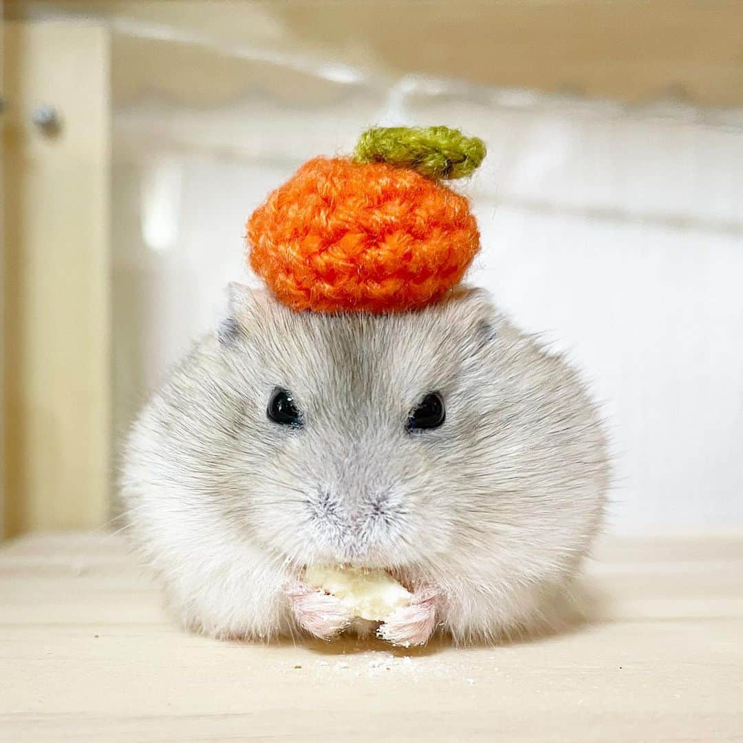 hamster_mocoさんのインスタグラム写真 - (hamster_mocoInstagram)「🎃*⸜𝑯𝒂𝒑𝒑𝒚 𝑯𝒂𝒍𝒍𝒐𝒘𝒆𝒆𝒏⸝*👻🐹🍊 ゆずちゃんもゆず(というか…みかんかな😂)🍊の帽子をかぶってハロウィンを楽しんでるよ♬.*ﾟ  この週末は色んなところでハロウィンイベントがあるみたいですね〜☺皆さんも沢山楽しんでくださいね✨️  飼い主asahiは31日に仮装して金沢の街に繰り出す予定です🎃🦇楽しみすぎるぅ🤭♥️ 2023.10.28 ✼••┈┈••✼••┈┈••✼••┈┈••✼••┈┈••✼ #ハムスターゆず#ハムスター#ジャンガリアンハムスター#ジャンガリアン#ジャンガリアンプディング#プディングジャンガリアン#イエロージャンガリアン#ふわもこ部 #モフモフ#ペット#親バカ部 #hamster#djungarian#hamstagram#hammy#happy_pets#PET_OF_OUR_WORLD#igersjp#ig_japan#instapet#weeklyfluff#kawaii#cute#仓鼠#정글리안#햄스터」10月28日 10時52分 - asahi.fl