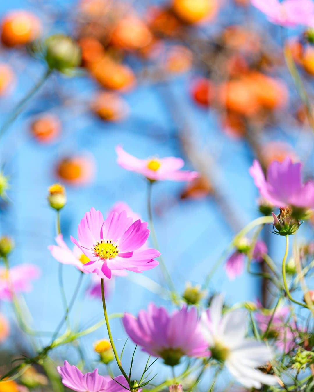 豊大槻さんのインスタグラム写真 - (豊大槻Instagram)「Camera: FUJIFILM X-H2 150mm f6.3 SS1/500  ISO200 ・ ・ 秋の風景を強引に1枚に😅 ・ ・ ・ ・ #コスモス  #柿  #秋の風景  #風景  #自然  #写真  #写真好きな人と繋がりたい  #カメラマン  #映像クリエイター  #花が好き  #自然が好き  #海が好き  #癒し  #cosomos  #persimmon  #autamn  #view  #country  #healing  #photo  #photography  #nature」10月28日 12時00分 - yutakachi