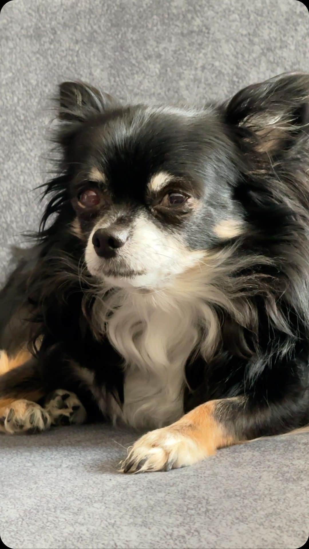 のインスタグラム：「クソネミ犬」