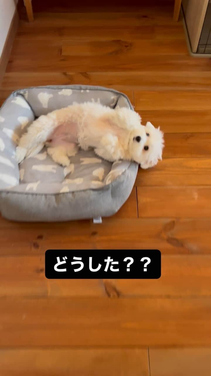 河島あみるのインスタグラム：「成功したかどうか、イマイチわかってないみたい😅  #反省犬シリーズ#ポメマル#まるぽめ #わんこなしでは生きていけません会  #わんこ#犬#もふもふ部 #dog#doglover」