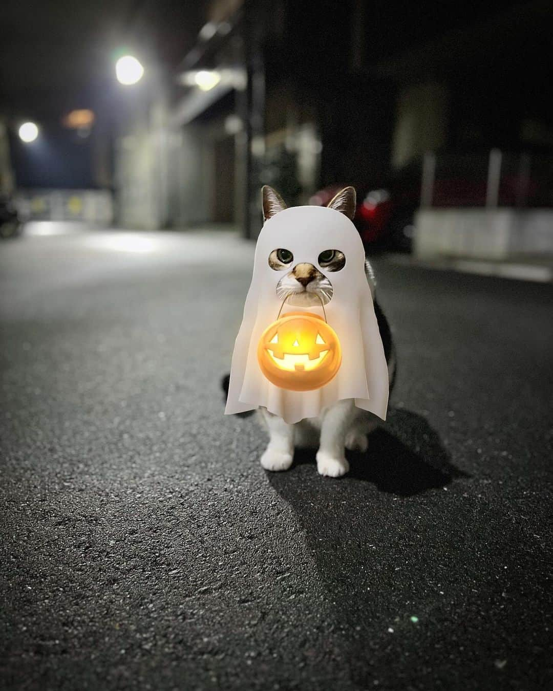 korokoronyaさんのインスタグラム写真 - (korokoronyaInstagram)「❁*∗ 28 Oct, 2023  Trick or Treat 👻🎃 & Today’s Chibi-mame’s BENTO🍱  * ちゅーるくれなきゃ イタズラしちゃうぞ👻🎃 * 今日は体育発表会でした。 …うちの学校はもう従来の運動会は やらないようで(クラスが増えて校庭に全学年入りきらない からだって…都会は土地が狭い😓) 結局コロナ禍から最後まで学年分散したままで、 終わりました。先生も親もぱぱっと見て 帰れるから楽だけどw、 何か全然盛り上がらなくて寂しい😅 イベントって感じじゃなくて、 最後なのに…ウルってできんかった🥺💦 で、久しぶりの #ちびマメべんと 🍱 前回に引き続きちびマメの大好きな #呪術廻戦 の #禪院真希 ですが… 客観的に見て全然似てなくて凹む。 来月も一回お弁当あり、頑張る。 * #mame_koronya」10月28日 18時22分 - korokoronya