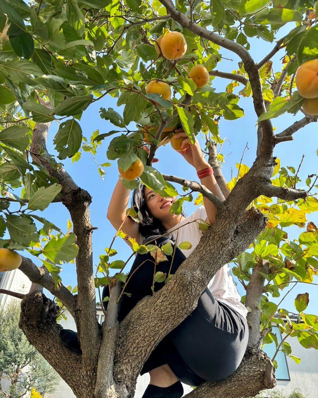 大野南香さんのインスタグラム写真 - (大野南香Instagram)「*干し柿作り！Hoshi-gaki, dried persimmon !  大大大好きな柿♡ 初めての干し柿作りに挑戦！ 思った以上に簡単にできた〜 どうなるか、楽しみだな〜  2年ぶりの日本の秋、 当たり前に柿がたべられる幸せ しみじみと感じてるまいにち  あまあまより しゃりっと食べられる硬い柿がすき  Making "hoshi-gaki (dried persimmon)" for the first time! Looking forward to the results:) I put lots of love so I'm sure it'll be so delicious!  #everydayhappy � ☺︎ #kaki #persimmon #干し柿作り」10月28日 18時27分 - minaka_official