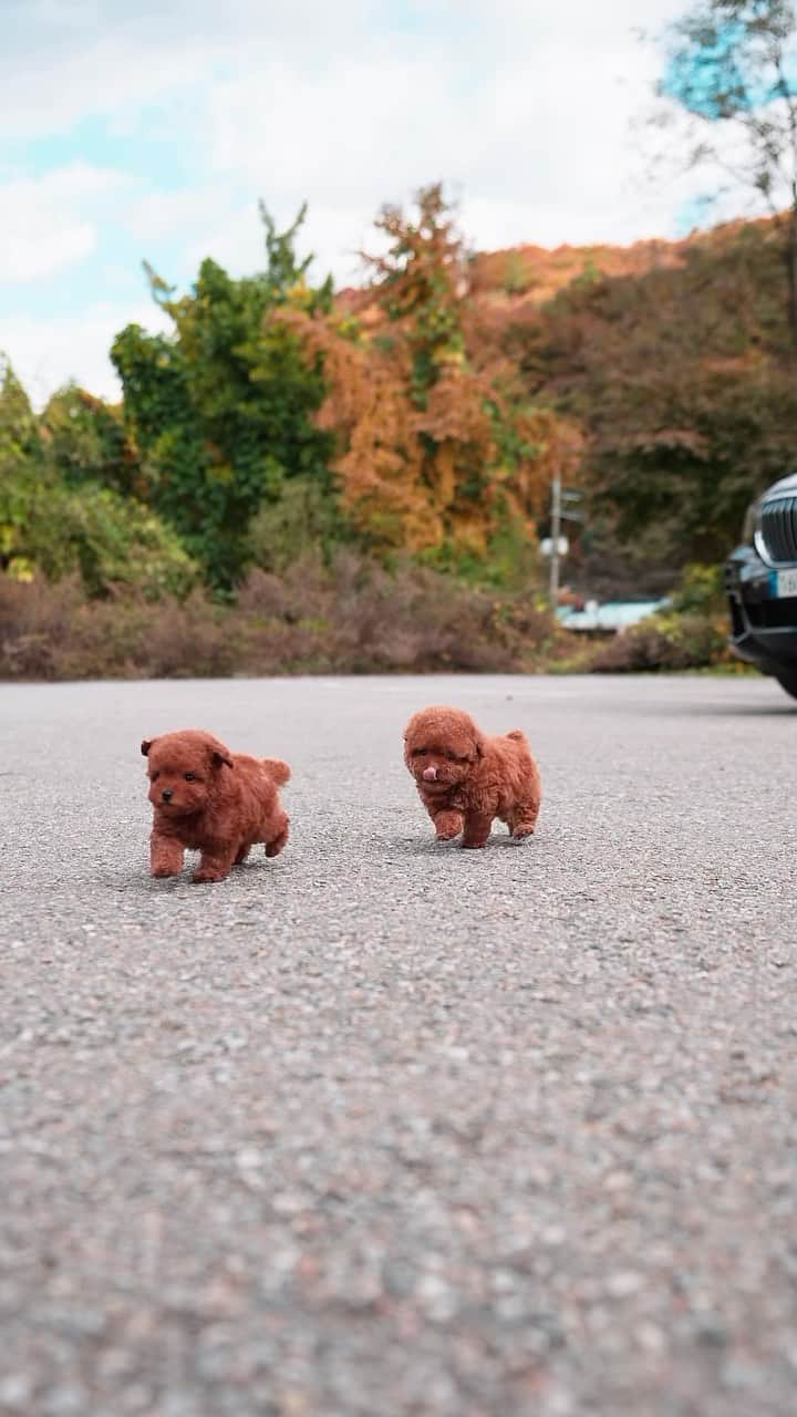 Rolly Pups INCのインスタグラム：「Everyone welcome these new two cutie poodles to our Rolly family🥰」