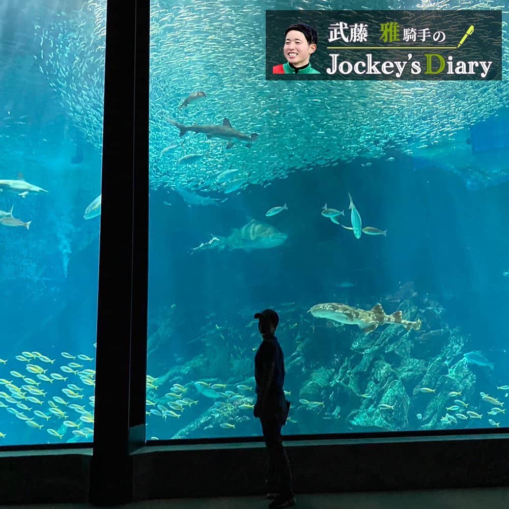 netkeibaさんのインスタグラム写真 - (netkeibaInstagram)「ㅤㅤㅤㅤㅤㅤㅤㅤㅤㅤㅤㅤㅤ ㅤㅤㅤㅤㅤㅤㅤㅤㅤㅤㅤㅤㅤㅤ #武藤雅 騎手の Jockey's Diary __✍︎  #水族館 好きの武藤騎手🐠🐟🐬🐳💕 大きな水槽と生き物のかわいさに癒されますよね🍀*゜  皆さんのお好きな水族館は？🐧 ㅤㅤㅤㅤㅤㅤㅤㅤㅤㅤㅤㅤㅤ ┈┈┈┈┈┈┈┈┈┈┈┈┈┈ ㅤㅤㅤㅤㅤㅤㅤㅤㅤㅤㅤㅤㅤㅤ (?ω?) Jockey's Diary とは ㅤㅤㅤㅤㅤㅤㅤㅤㅤㅤㅤㅤㅤ 美浦、栗東の若手騎手がリレー形式で 気になるプライベートをご紹介する 当アカウント限定コンテンツです！🏇 ㅤㅤㅤㅤㅤㅤㅤㅤㅤㅤㅤㅤㅤ #jockeysdiary #jockeysdiary_mm #jockey #keiba #騎手 #競馬 #乗馬 #instalike #instagood #horseman」10月28日 13時21分 - netkeiba