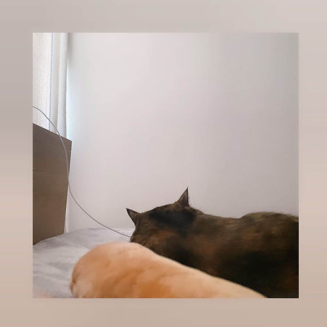 のインスタグラム：「振り向けばcoco🐈💤  #可愛すぎ大事件」