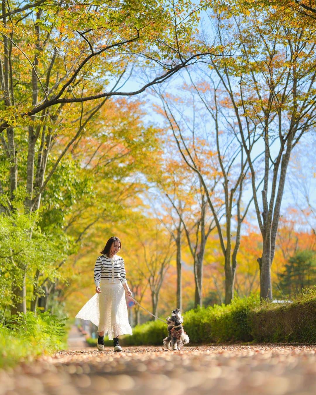 中野区在住のミニシュナのInstagramのインスタグラム：「⑅︎◡̈︎* ・ お散歩楽しいね〜⸜( ´ ꒳ ` )⸝♡︎  マーブルからそんな声が聞こえて来るでしょ⁉️  そんな瞬間を捉えるパパ様はやっぱり凄腕📷  #秋晴れ #犬と散歩 #みちのく湖畔公園 #わんことお出かけ #楽しい休日 #その瞬間は永遠の思い出 #inuくらぶ_jpn #dogenic #しゅなら部 #シュナスタグラム #シュナウザー #ミニチュアシュナウザー #シュナウザー部 #シュナウザー多頭飼い #シュナウザー大好き #シュナウザー多頭飼い #シュナウザー好きさんと繋がりたい #シュナウザーのいる暮らし #schnauzerworld」