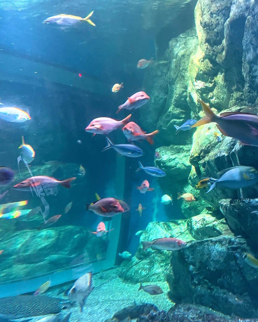 金子実加のインスタグラム：「水族館🐟 水を見ると癒されます🤍  #品川 #品川アクアパーク #水族館 #🐟 #魚 #aquarium #東京 #tokyo」