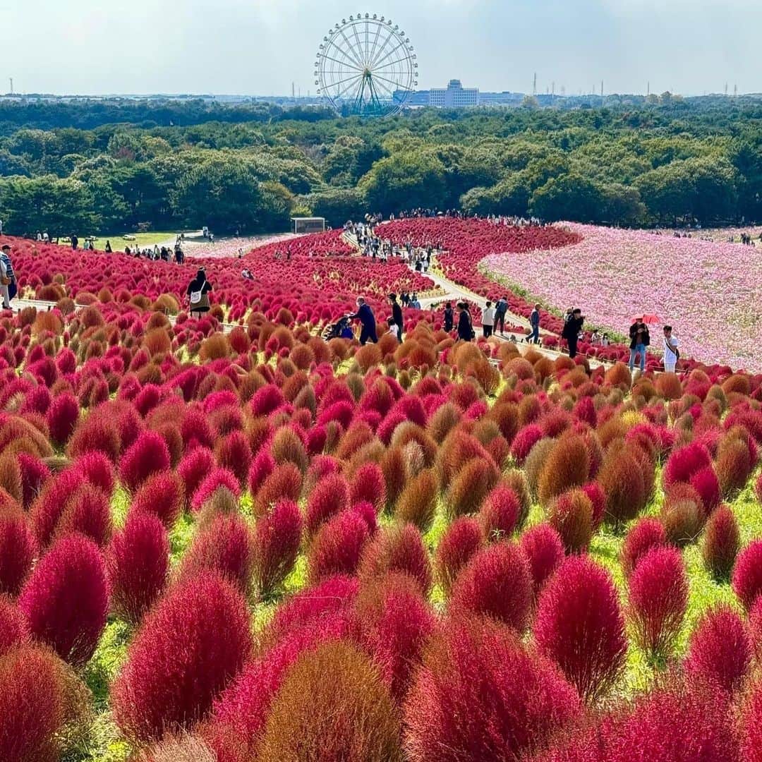 タイ航空のインスタグラム：「Step into a fairytale of fiery hues at Hitachinaka Seaside Park! 🍁🌾 Lose yourself amidst the enchanting waves of Kochia's crimson charm, painting the landscape with a spellbinding palette of reds and greens. Let nature's masterpiece ignite your soul. 🌅🌺   #thaiairways #Tokyo #HitachinakaSeasidePark #KochiaWonderland #naturespectacle」