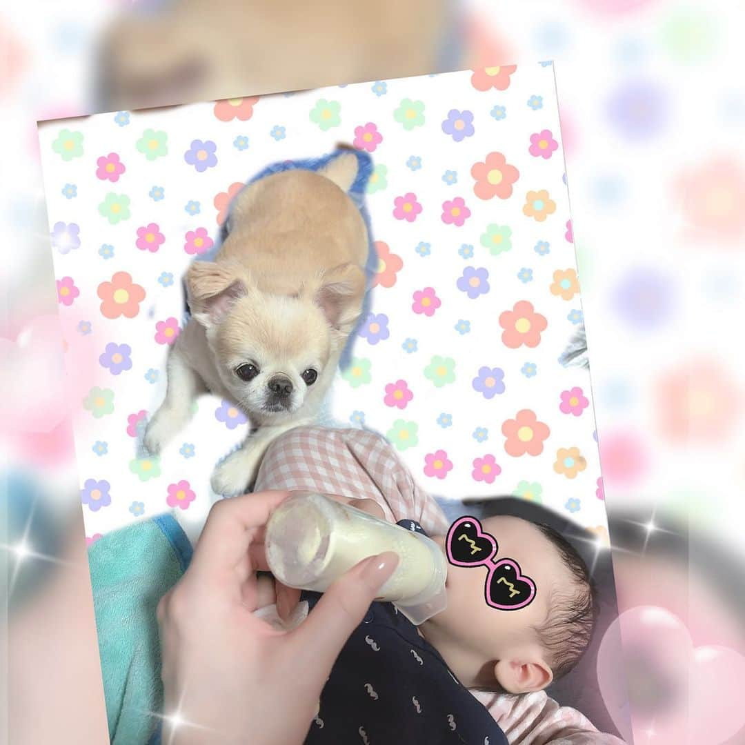 手島優のインスタグラム：「・  🐶今日もメルくんはてじベビに釘付けです👶💗 　  可愛いが渋滞してて幸せ🌈✨😍✨  てか、  私の手が特大なのバレる🖐️😂恥ずかしい見ないで🫣www  #新生児　#新米ママ #子育てママ #子育て #奮闘中　#愛犬　#ペキニーズ　#チワワ　#ミックス犬 #最高　#可愛いの渋滞 #手が大きい」