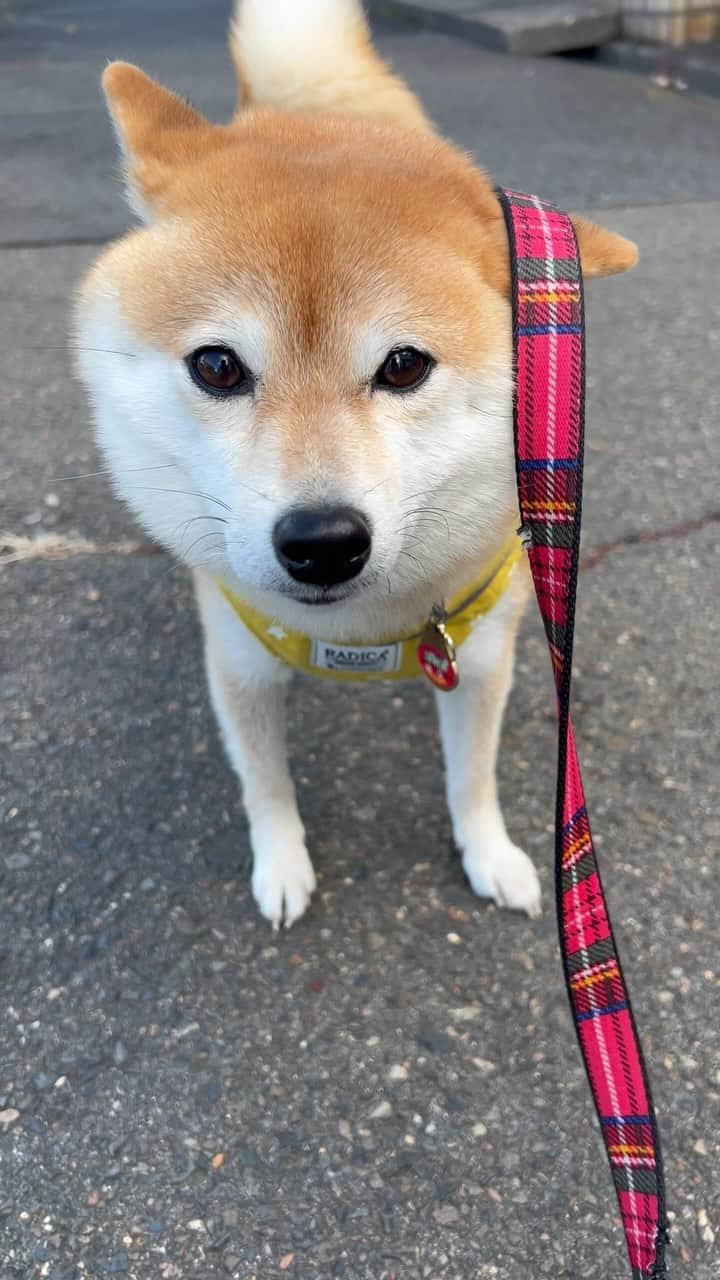 豆柴 サニーちゃんのインスタグラム：「ラムは天然色🐶 . . ラムちゃんっていつも なんかおとぼけなんだよね〜☺️ . 出来るおねぇちゃんがいると 下の子はそうなるのかな☺️ . . #さにらむ劇場 #柴犬#豆柴 #赤柴#豆柴子犬#豆柴多頭飼い #まめしば#しばいぬ#anicas#shiba_snap #shibainu#shiba#mameshiba#shibastagram #豆柴サニーちゃん#豆柴ラムちゃん#さにらむ #さにらむ2023#さにらむどん」