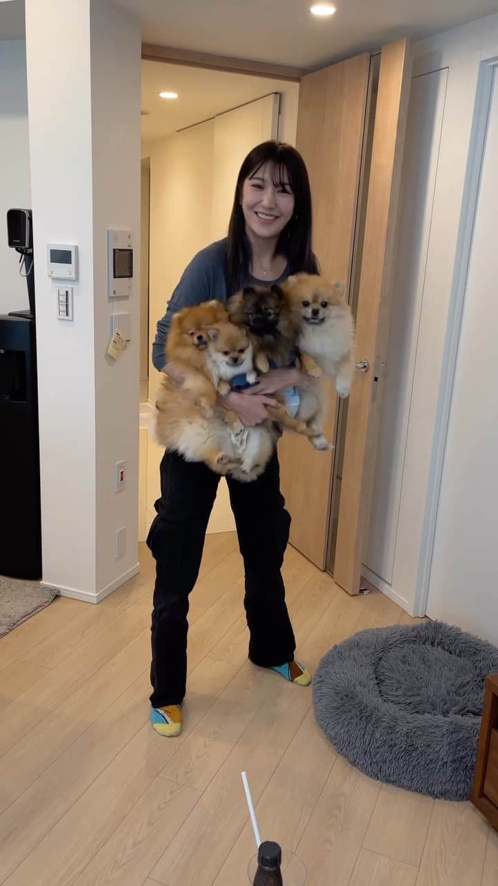 上福ゆきのインスタグラム：「- ブルガリアンスクワットならぬ ポメラニアンスクワットだよ🐾☁️ ドミノ、ピノ、エヴィ、ブレア ※ひとりチワポメがいるよ🫣💓 #ポメラニアン」