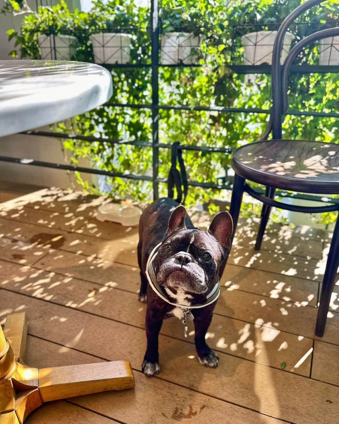 Turbo_dad フレブルのターボのインスタグラム：「Saturday lunch   #frenchbulldog #frenchie #frenchbulldogsofinstagram #frenchbulldoglife #frenchbulldoglove #frenchiesofinstagram #frenchielove #フレブル #フレブルのいる生活 #フレブルのいる暮らし #フレブルライフ #buhi #ブヒ #フレンチブルドッグ #フレンチブルドッグのいる生活」