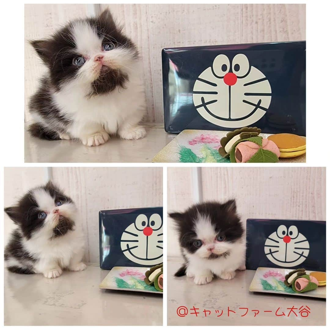 マンチカン(munchkin)キャットファーム大谷さんのインスタグラム写真 - (マンチカン(munchkin)キャットファーム大谷Instagram)「Nさまご契約にゃんこちゃん🍙 ❁*·⑅❁*·⑅❁*·⑅❁*·⑅❁*·⑅❁*·  お店は、月・木曜日が定休日です。 現在、完全予約制になっておりますので ご来店される際はお店へお電話かメールにてご連絡くださいませ🙇‍♀️  お待ちしております🎵  ❁*·⑅❁*·⑅❁*·⑅❁*·⑅❁*·⑅❁*·  #キャットファーム大谷 #まんちかん #マンチカン #ネコ #こねこ #にゃんこ #猫ちゃん #ねこ部 #ニャンスタグラム #猫 #ねこ #子猫 #モフモフ #モフモフねこ #ミヌエット #短足 #ねこすたぐらむ #愛猫 #かわいい #ふわもこ部 #猫のいる暮らし #マンチカンブリーダー #ミヌエットブリーダー」10月28日 15時27分 - roytar222