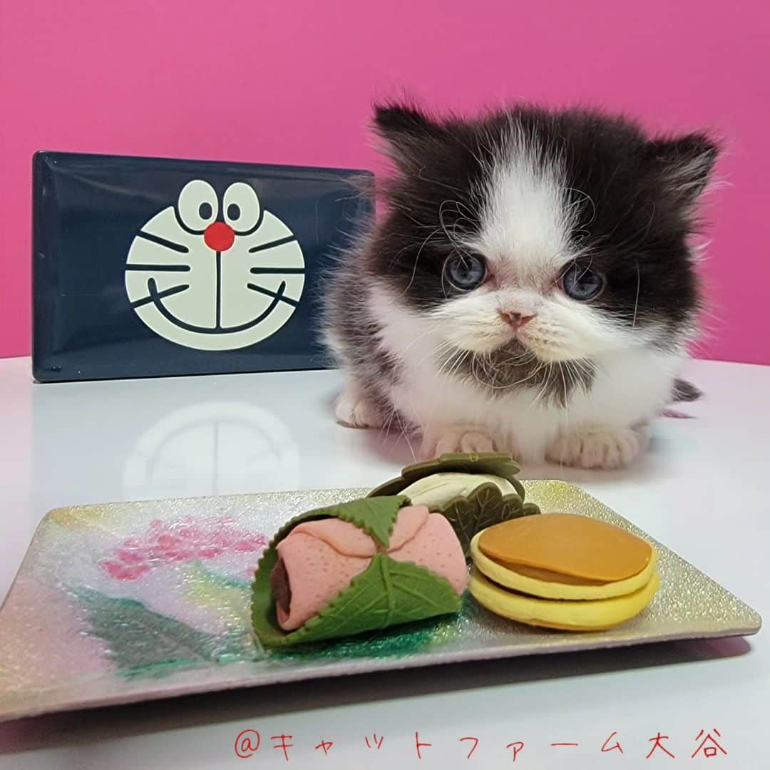 マンチカン(munchkin)キャットファーム大谷さんのインスタグラム写真 - (マンチカン(munchkin)キャットファーム大谷Instagram)「Nさまご契約にゃんこちゃん🍙 ❁*·⑅❁*·⑅❁*·⑅❁*·⑅❁*·⑅❁*·  お店は、月・木曜日が定休日です。 現在、完全予約制になっておりますので ご来店される際はお店へお電話かメールにてご連絡くださいませ🙇‍♀️  お待ちしております🎵  ❁*·⑅❁*·⑅❁*·⑅❁*·⑅❁*·⑅❁*·  #キャットファーム大谷 #まんちかん #マンチカン #ネコ #こねこ #にゃんこ #猫ちゃん #ねこ部 #ニャンスタグラム #猫 #ねこ #子猫 #モフモフ #モフモフねこ #ミヌエット #短足 #ねこすたぐらむ #愛猫 #かわいい #ふわもこ部 #猫のいる暮らし #マンチカンブリーダー #ミヌエットブリーダー」10月28日 15時27分 - roytar222