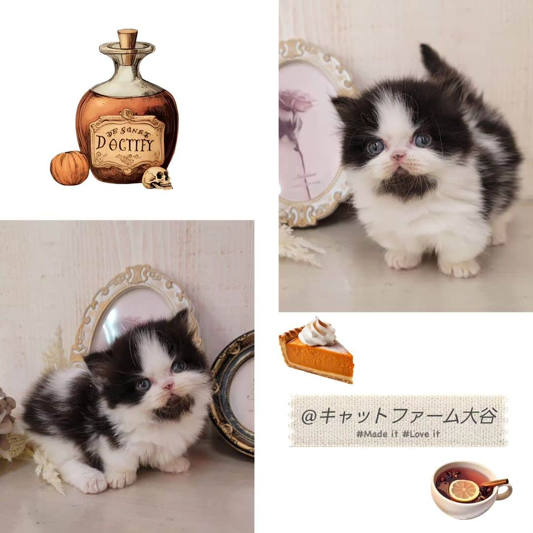 マンチカン(munchkin)キャットファーム大谷さんのインスタグラム写真 - (マンチカン(munchkin)キャットファーム大谷Instagram)「Nさまご契約にゃんこちゃん🍙 ❁*·⑅❁*·⑅❁*·⑅❁*·⑅❁*·⑅❁*·  お店は、月・木曜日が定休日です。 現在、完全予約制になっておりますので ご来店される際はお店へお電話かメールにてご連絡くださいませ🙇‍♀️  お待ちしております🎵  ❁*·⑅❁*·⑅❁*·⑅❁*·⑅❁*·⑅❁*·  #キャットファーム大谷 #まんちかん #マンチカン #ネコ #こねこ #にゃんこ #猫ちゃん #ねこ部 #ニャンスタグラム #猫 #ねこ #子猫 #モフモフ #モフモフねこ #ミヌエット #短足 #ねこすたぐらむ #愛猫 #かわいい #ふわもこ部 #猫のいる暮らし #マンチカンブリーダー #ミヌエットブリーダー」10月28日 15時27分 - roytar222