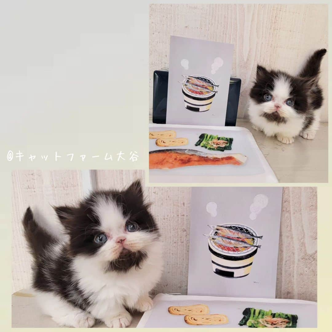 マンチカン(munchkin)キャットファーム大谷さんのインスタグラム写真 - (マンチカン(munchkin)キャットファーム大谷Instagram)「Nさまご契約にゃんこちゃん🍙 ❁*·⑅❁*·⑅❁*·⑅❁*·⑅❁*·⑅❁*·  お店は、月・木曜日が定休日です。 現在、完全予約制になっておりますので ご来店される際はお店へお電話かメールにてご連絡くださいませ🙇‍♀️  お待ちしております🎵  ❁*·⑅❁*·⑅❁*·⑅❁*·⑅❁*·⑅❁*·  #キャットファーム大谷 #まんちかん #マンチカン #ネコ #こねこ #にゃんこ #猫ちゃん #ねこ部 #ニャンスタグラム #猫 #ねこ #子猫 #モフモフ #モフモフねこ #ミヌエット #短足 #ねこすたぐらむ #愛猫 #かわいい #ふわもこ部 #猫のいる暮らし #マンチカンブリーダー #ミヌエットブリーダー」10月28日 15時27分 - roytar222