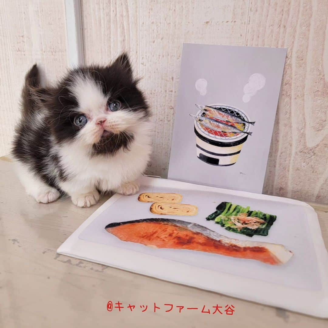 マンチカン(munchkin)キャットファーム大谷さんのインスタグラム写真 - (マンチカン(munchkin)キャットファーム大谷Instagram)「Nさまご契約にゃんこちゃん🍙 ❁*·⑅❁*·⑅❁*·⑅❁*·⑅❁*·⑅❁*·  お店は、月・木曜日が定休日です。 現在、完全予約制になっておりますので ご来店される際はお店へお電話かメールにてご連絡くださいませ🙇‍♀️  お待ちしております🎵  ❁*·⑅❁*·⑅❁*·⑅❁*·⑅❁*·⑅❁*·  #キャットファーム大谷 #まんちかん #マンチカン #ネコ #こねこ #にゃんこ #猫ちゃん #ねこ部 #ニャンスタグラム #猫 #ねこ #子猫 #モフモフ #モフモフねこ #ミヌエット #短足 #ねこすたぐらむ #愛猫 #かわいい #ふわもこ部 #猫のいる暮らし #マンチカンブリーダー #ミヌエットブリーダー」10月28日 15時27分 - roytar222