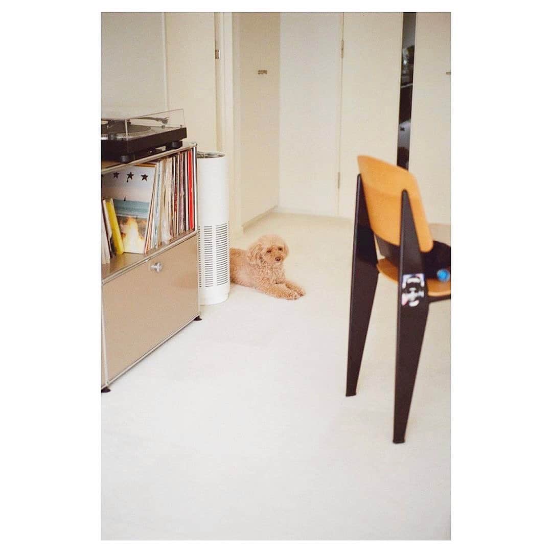 佐川理佳のインスタグラム：「Luna🩵  photo by mu.」