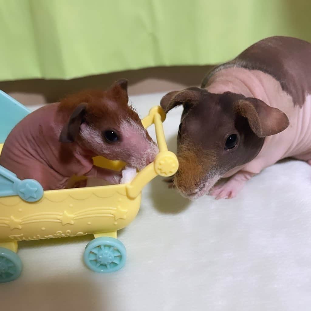 赤荻百華さんのインスタグラム写真 - (赤荻百華Instagram)「10月22日赤ちゃん誕生- ̗̀ 🎂 ̖́-   #モルモット   #スキニーギニアピッグ   #スキニーギニアピッグベビー   #スキニーギニアピッグの赤ちゃん達   #スキニーギニアピッグ繁殖」10月28日 18時38分 - tokagekinobori